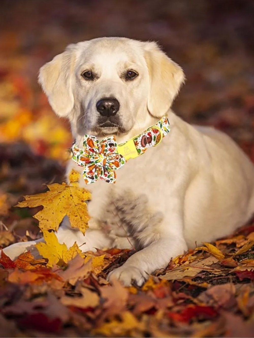 Lionheart glory 🐶 Dog Collar w/Flower Bow Turkey Print, Size M